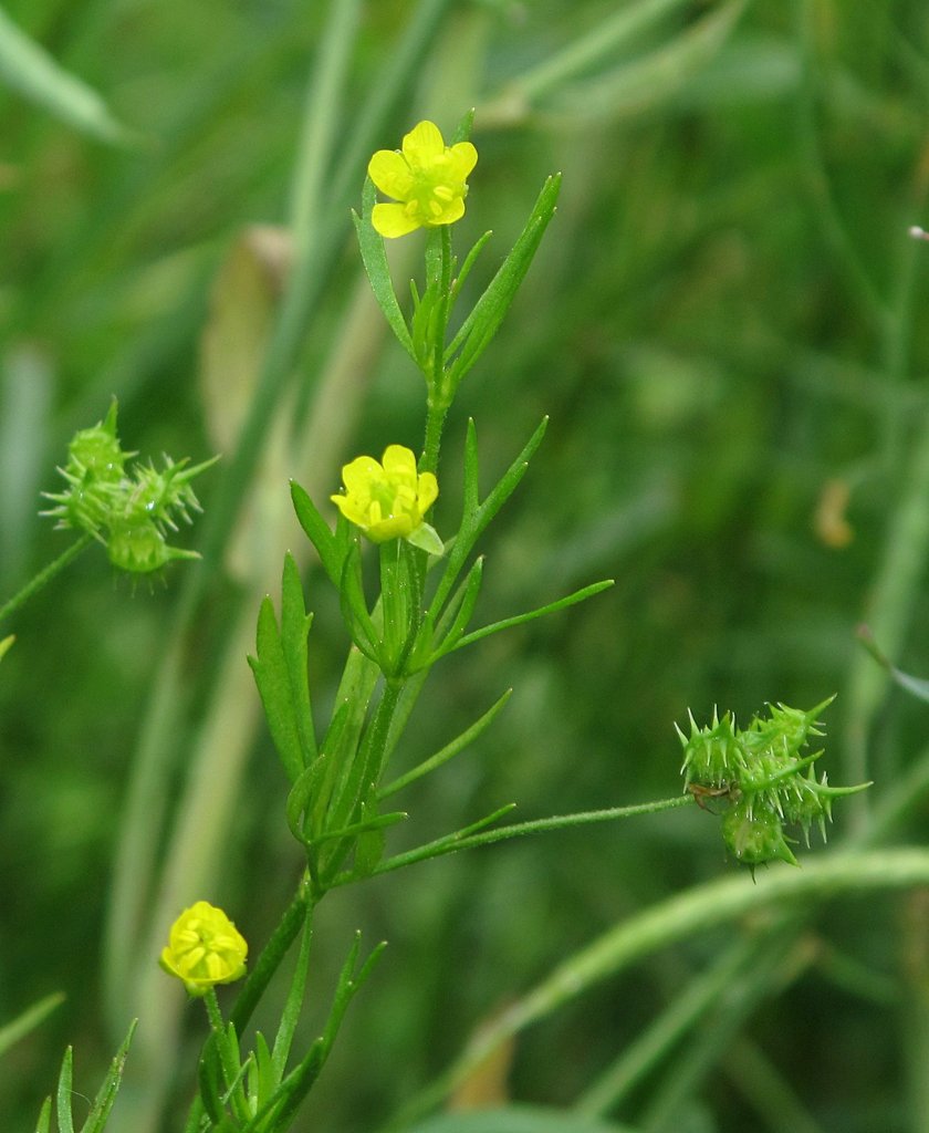 Ranunculus arvensis